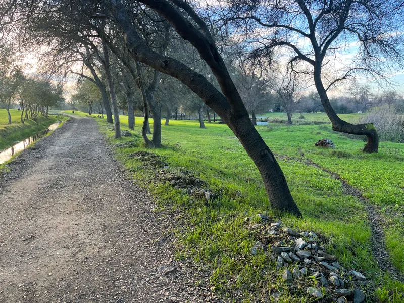 Tree-lined gravel drive beside a green open landscape